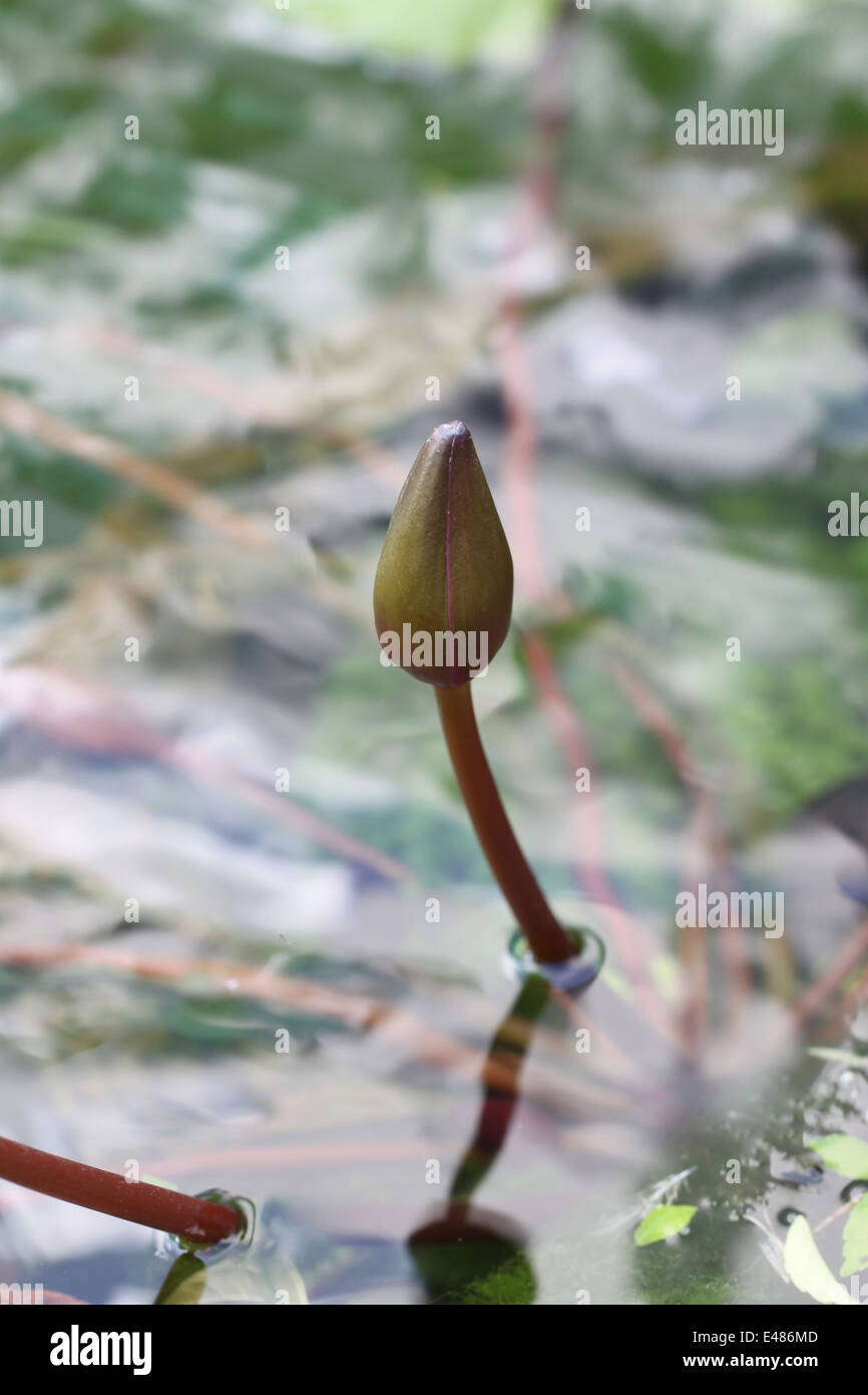 Lotus bud in acqua per sfondo naturale. Foto Stock