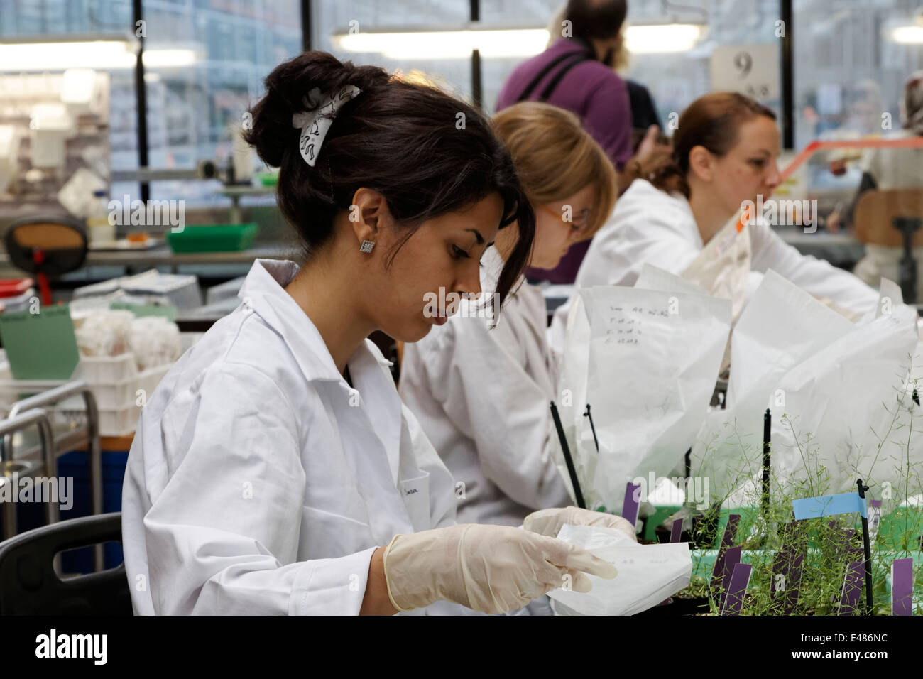 Max Planck Institute for Molecular Plant Physiology Foto Stock