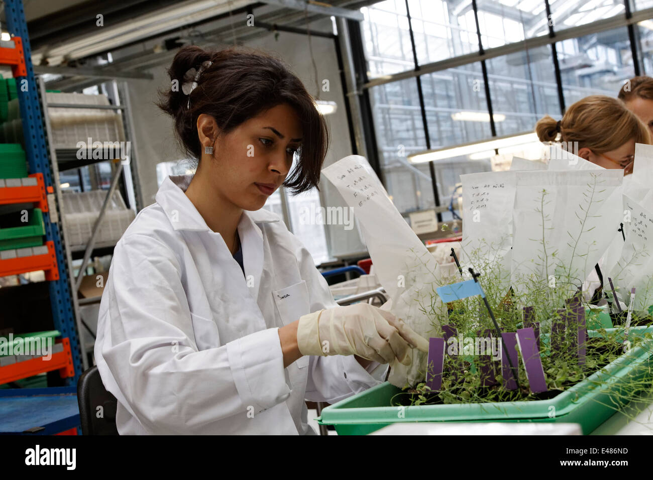 Max Planck Institute for Molecular Plant Physiology Foto Stock