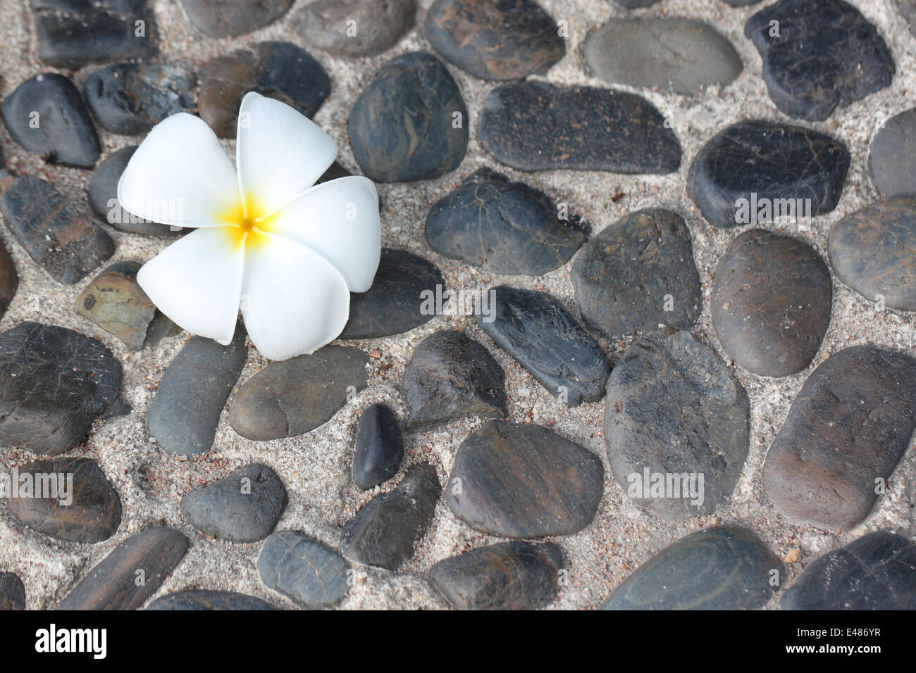 White plumeria fiore di pietra naturale dello sfondo. Foto Stock