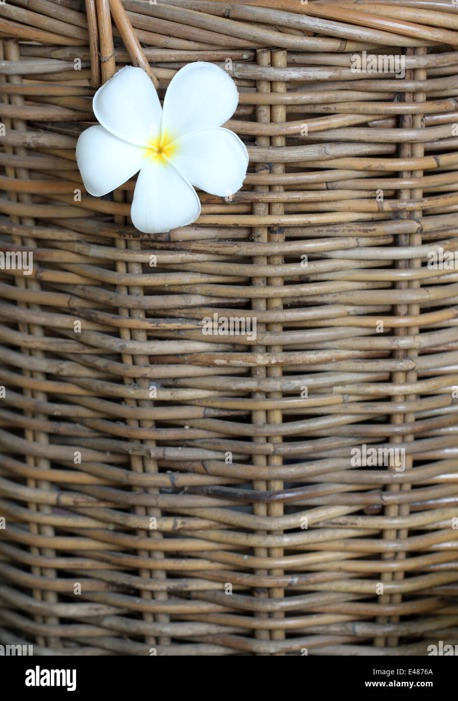 La Plumeria bianco bloccato sul cesto di vimini dello sfondo. Foto Stock