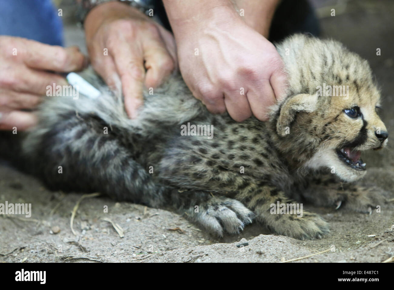 ARNHEM - sei giovani ghepardi sono Venerdì 4-7-2014 scheggiati, sessuati (genere specificato) e dewormed in hamburger' Zoo nella città olandese di Arnhem. È la prima volta in Arnhem zoo che un ghepardo-sextuplets è nato. Normalmente questi predatori ottenere due fino a cinque giovani. Un six pack è completamente unico in un zoo. Essa mostra che ci sono tre ragazzi e tre ragazze. Gli animali sono nati il 24 maggio, ma la disorganizzazione del riposo in box le prime settimane può portare alla morte dei cuccioli. Ecco perché venerdì è scelto per le procedure mediche. Extra speciale è che il sextuplets anche essere il primo dei ragazzi di Foto Stock