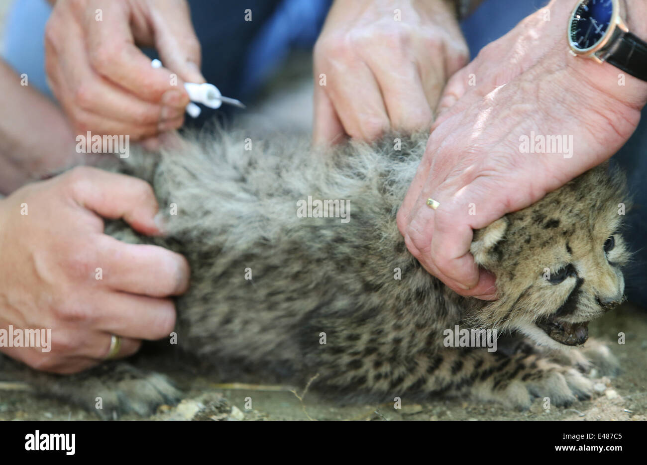 ARNHEM - sei giovani ghepardi sono Venerdì 4-7-2014 scheggiati, sessuati (genere specificato) e dewormed in hamburger' Zoo nella città olandese di Arnhem. È la prima volta in Arnhem zoo che un ghepardo-sextuplets è nato. Normalmente questi predatori ottenere due fino a cinque giovani. Un six pack è completamente unico in un zoo. Essa mostra che ci sono tre ragazzi e tre ragazze. Gli animali sono nati il 24 maggio, ma la disorganizzazione del riposo in box le prime settimane può portare alla morte dei cuccioli. Ecco perché venerdì è scelto per le procedure mediche. Extra speciale è che il sextuplets anche essere il primo dei ragazzi di Foto Stock