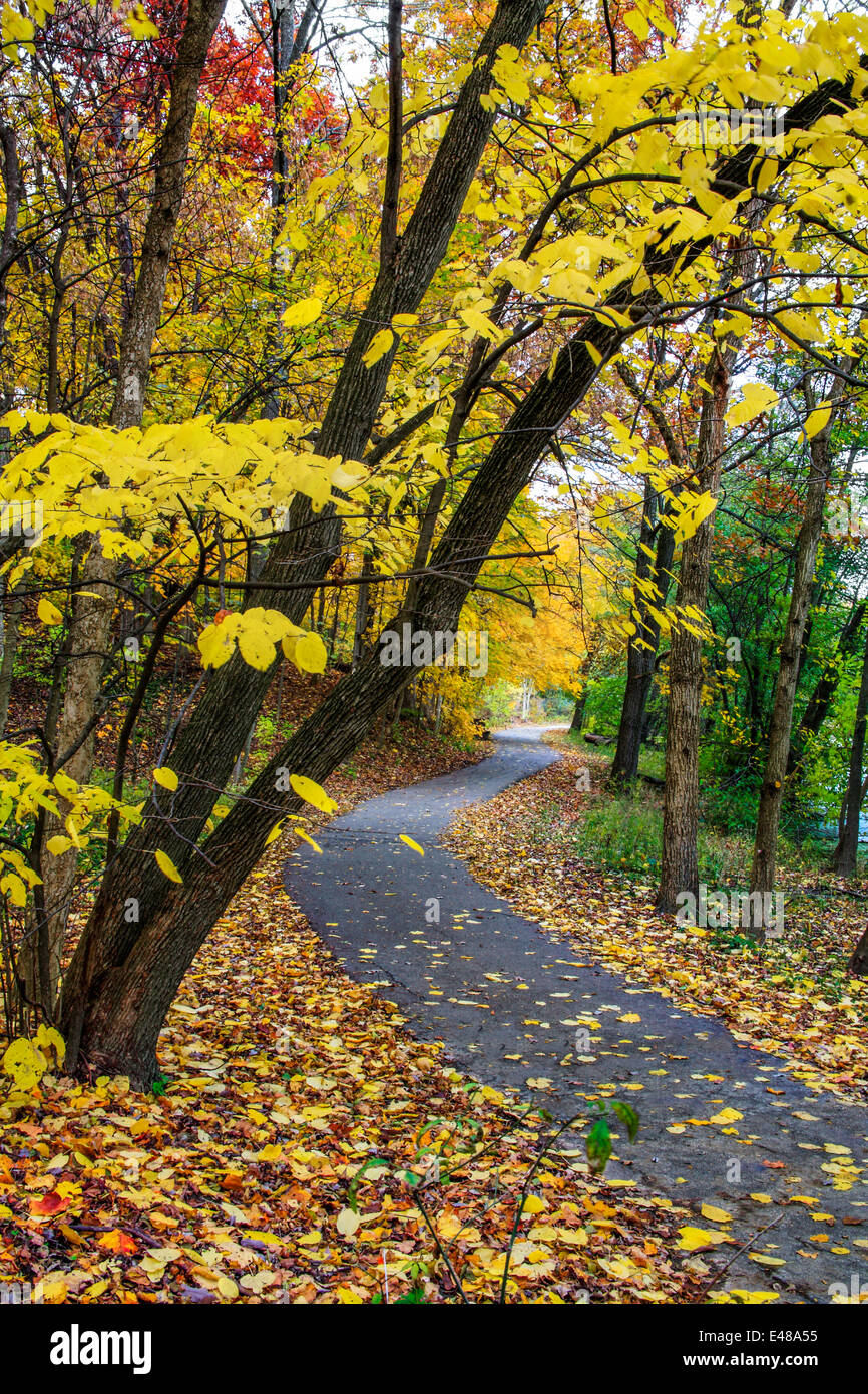 Un percorso a piedi incorniciata dai colori brillanti di una piovosa giornata autunnale, Sharon boschi, Southwestern Ohio, Stati Uniti d'America Foto Stock