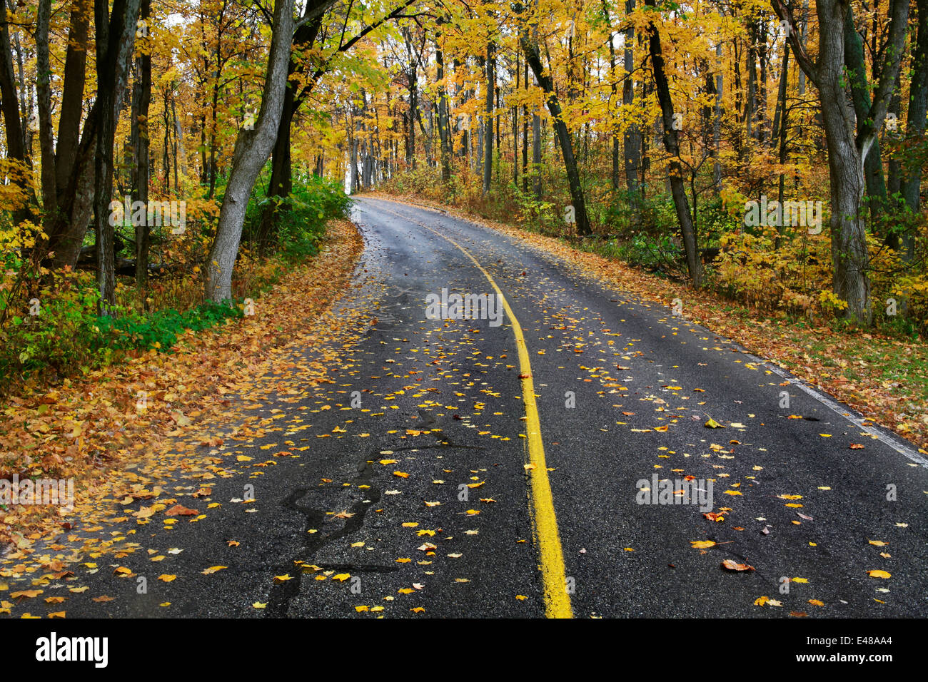Un incurvamento asfalto strada attraverso un lussureggiante parco boscoso in una piovosa giornata d'Autunno a Sharon Woods, Southwestern Ohio, Stati Uniti d'America Foto Stock