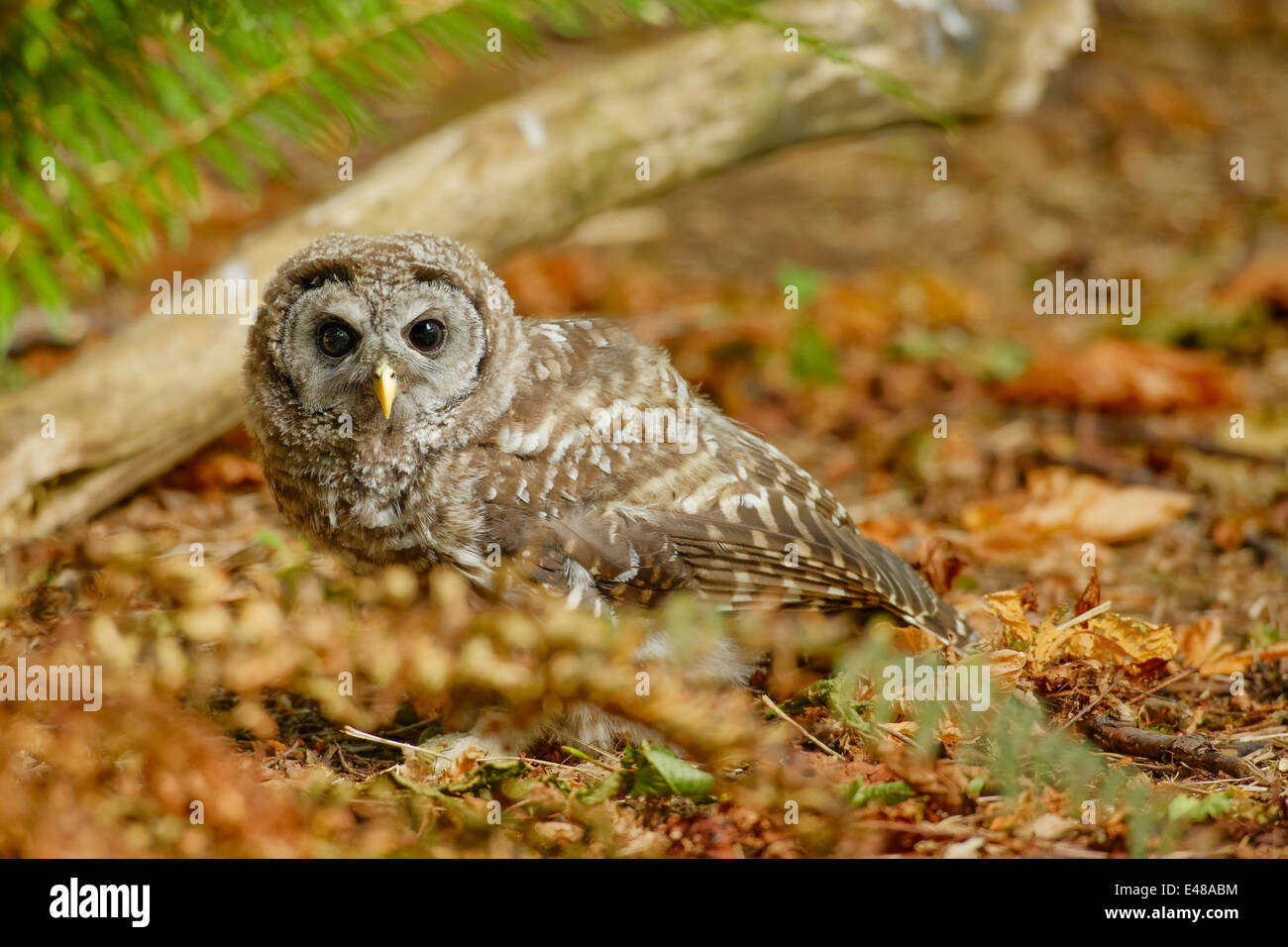 Bloccate il gufo owlet sul suolo della foresta tra foglie-Victoria, British Columbia, Canada. Foto Stock