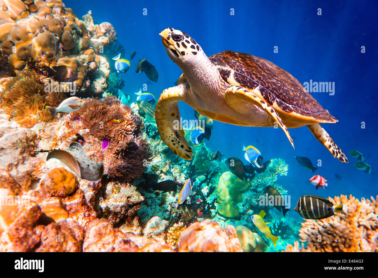 Tartaruga embricata - Eretmochelys imbricata galleggianti sotto l'acqua. Maldive Oceano Indiano Coral reef. Foto Stock