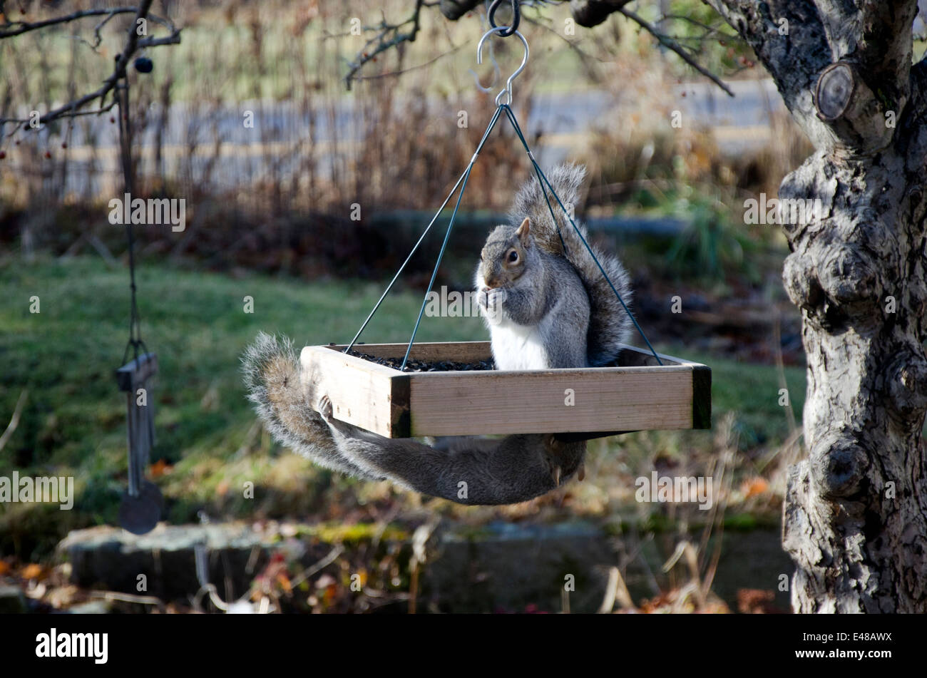 Due sciocchi scoiattoli grigi orientali che mangiano rubare dall'alimentatore di uccelli, Yarmouth, Maine, Stati Uniti Foto Stock