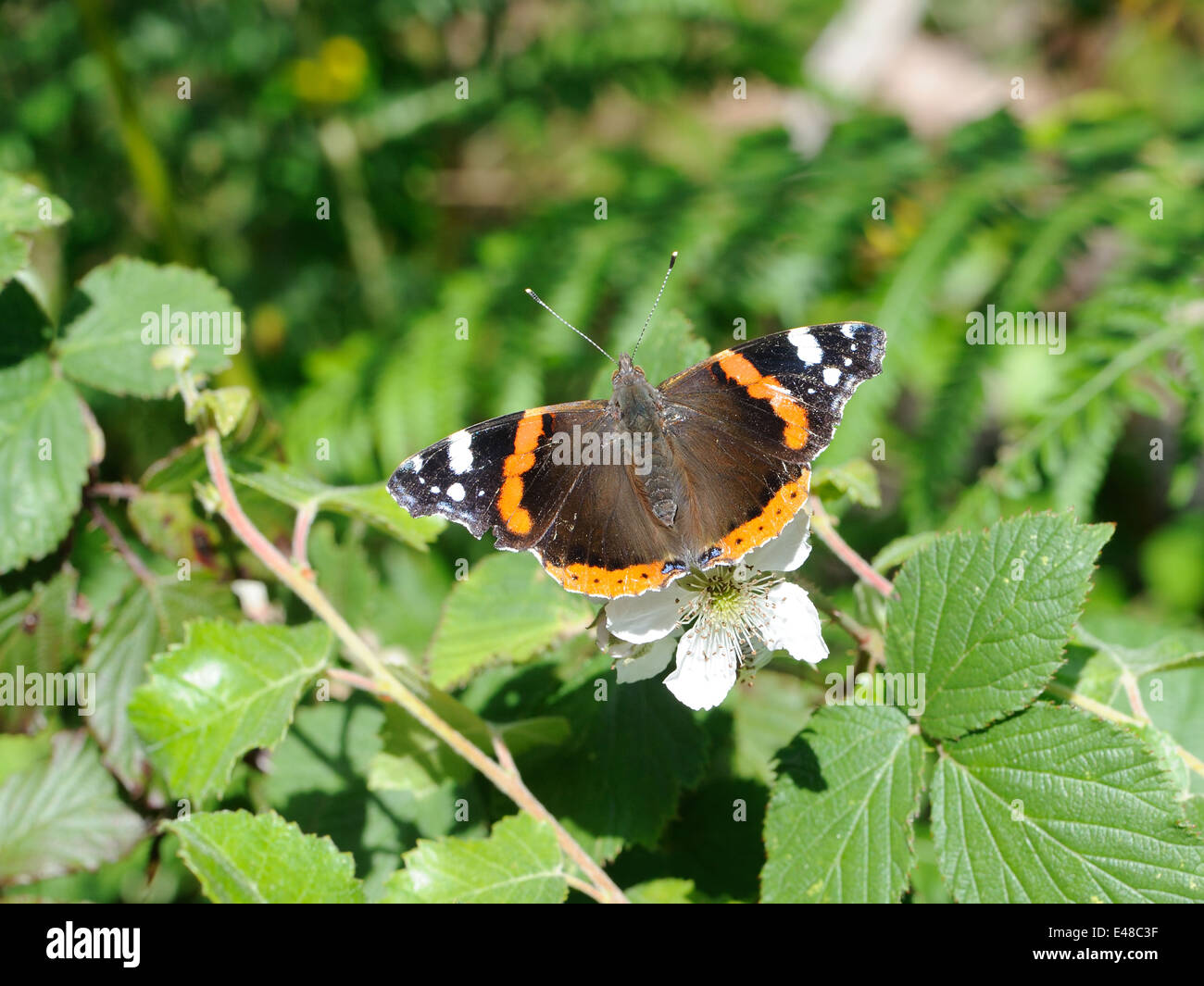 Un Rosso Admiral (Vanessa Atalanta) farfalla su un Blackberry o Rovo (Rubus fructosus).fiore. Ali aperte. Foto Stock