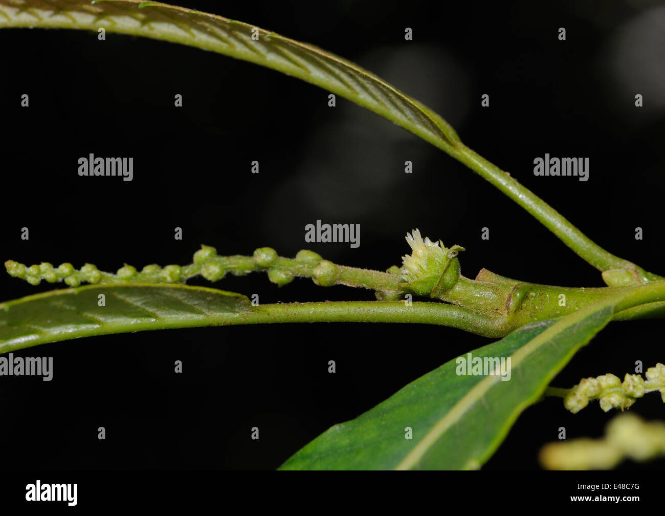 Fiore femmina del dolce castagno (Castanea sativa). Foto Stock