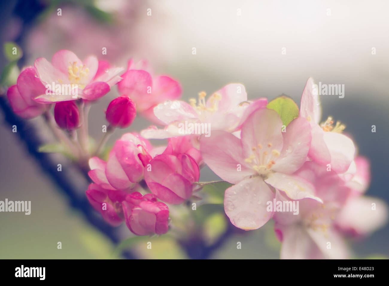 Close-up di albero in fiore Foto Stock