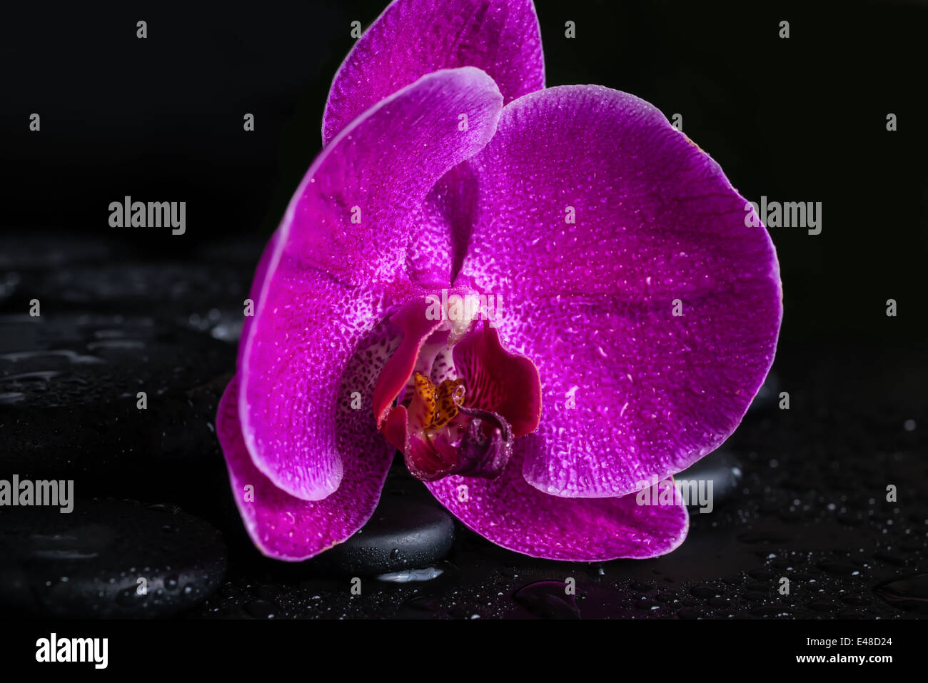 Spa ancora in vita con bella Deep Purple flower orchid, phalaenopsis zen e pietre con gocce su sfondo nero , closeup Foto Stock