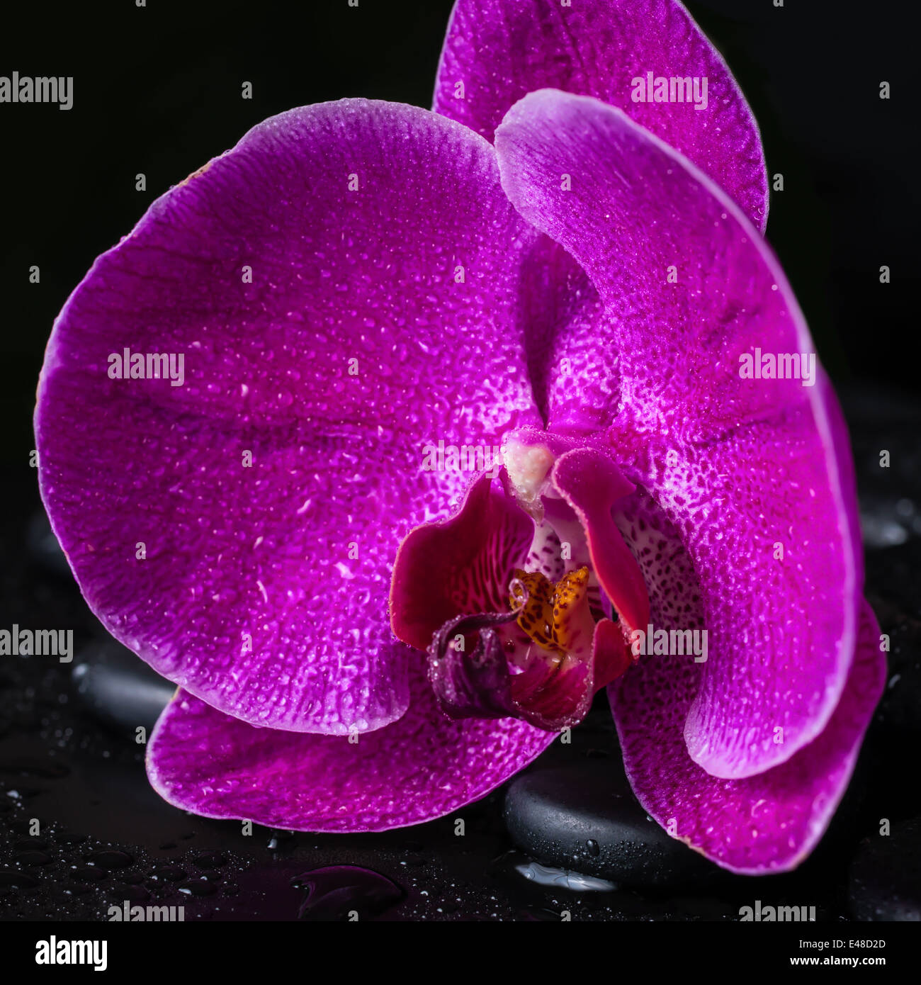 Spa ancora in vita con bella Deep Purple flower orchid, phalaenopsis zen e pietre con gocce su sfondo nero , closeup Foto Stock