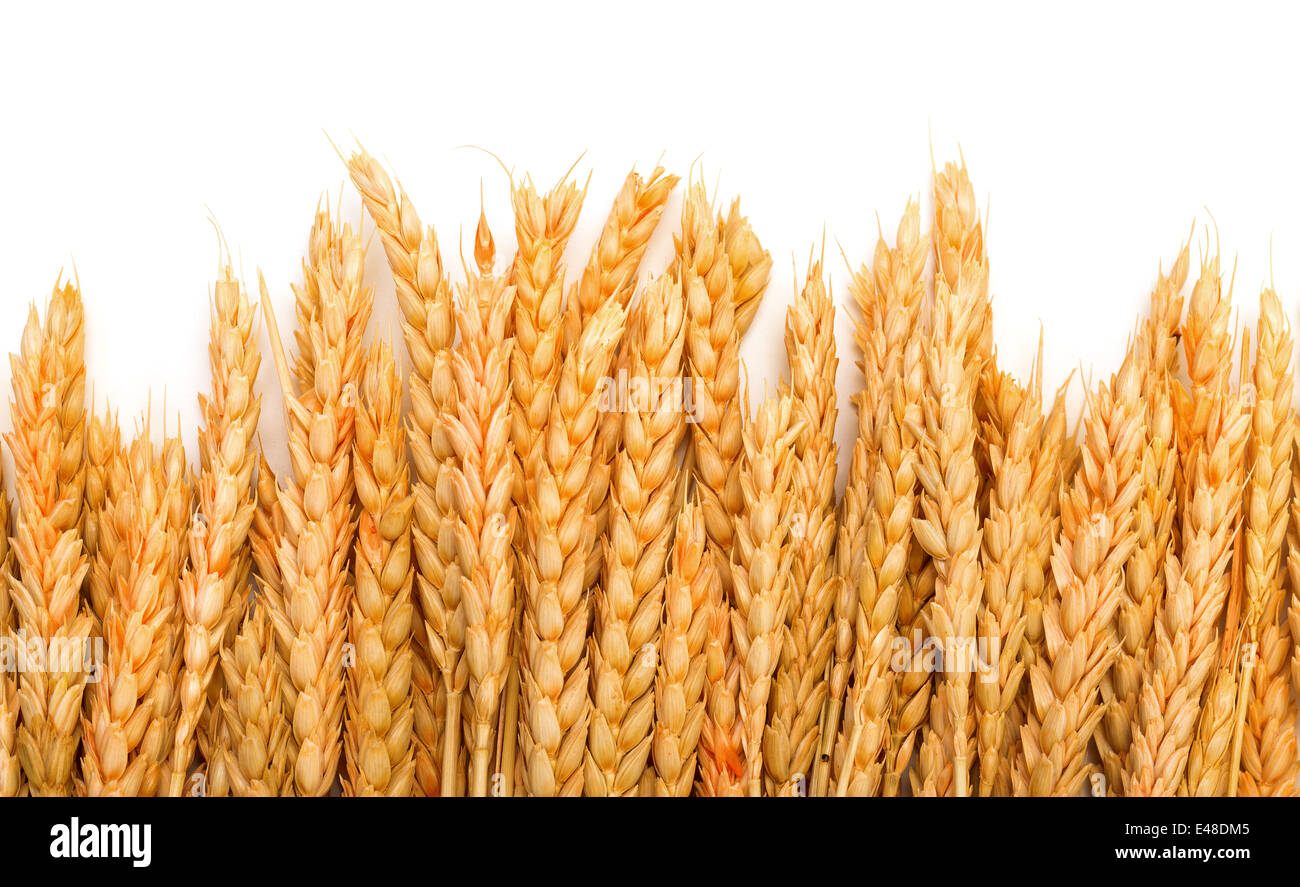 Un covone dorate spighe di grano, su sfondo bianco Foto Stock