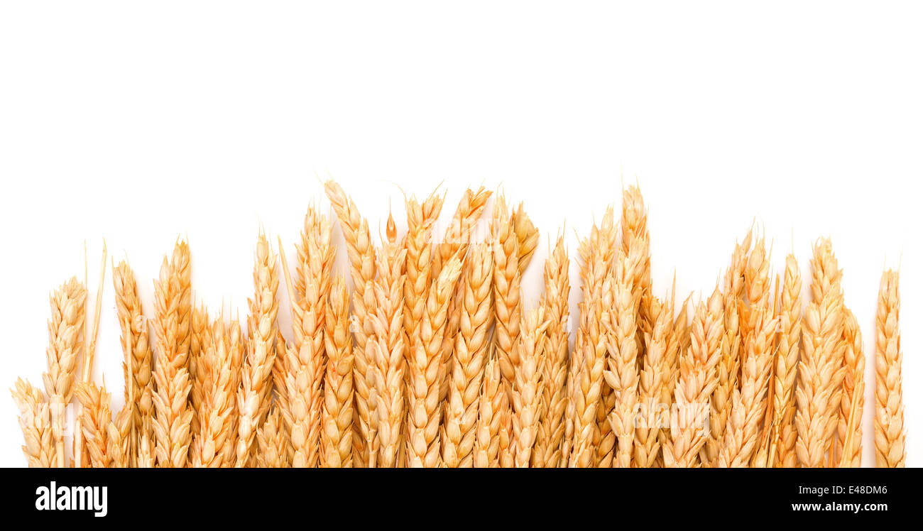 Un covone dorate spighe di grano, su sfondo bianco Foto Stock