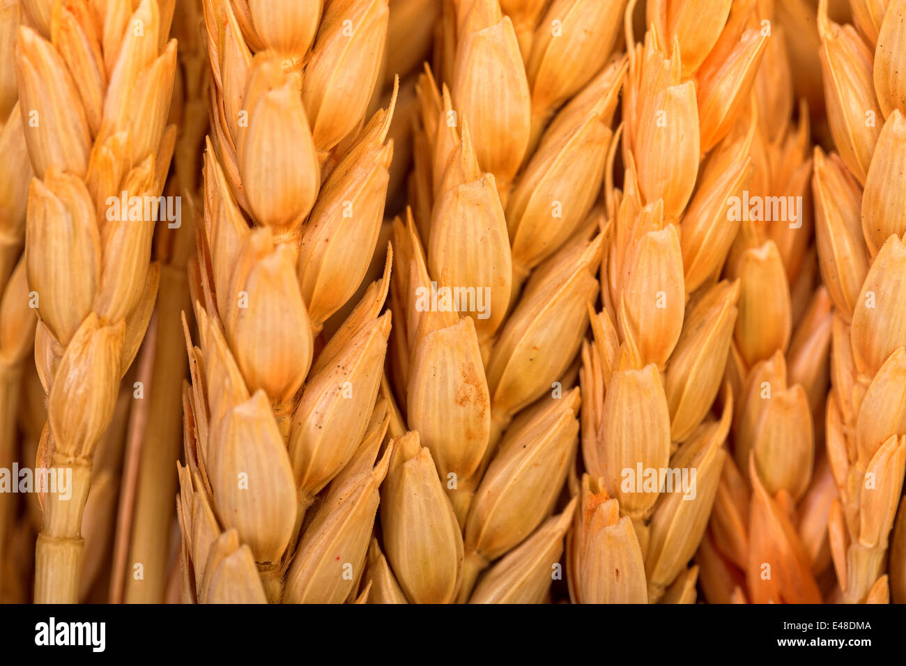 Spighe di grano dorato immagini e fotografie stock ad alta risoluzione
