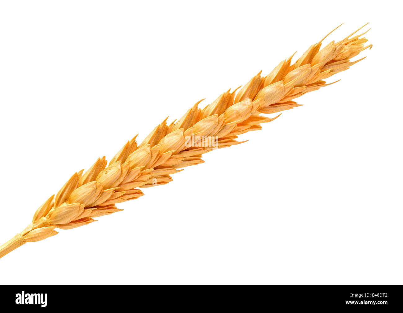 Dorate spighe di grano, isolato su sfondo bianco Foto Stock