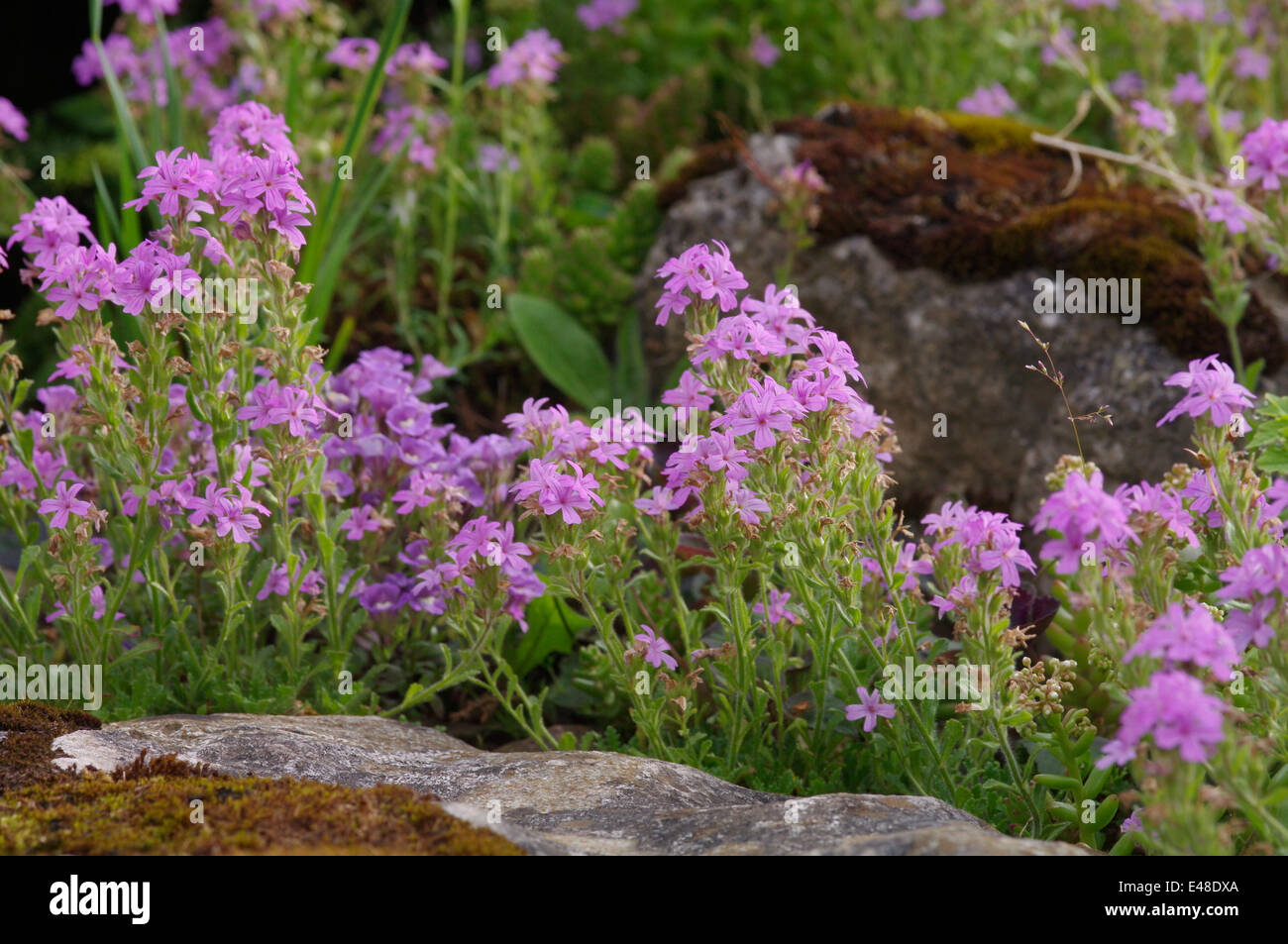 Fairy foxgloves - Erinus alpinus Foto Stock