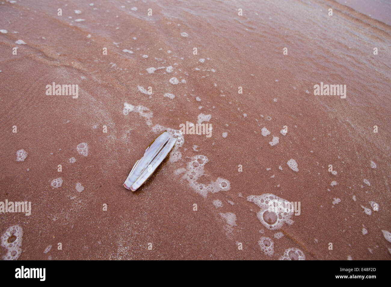 Guscio di rasoio sulla spiaggia con lavaggio onde su di esso. Foto Stock