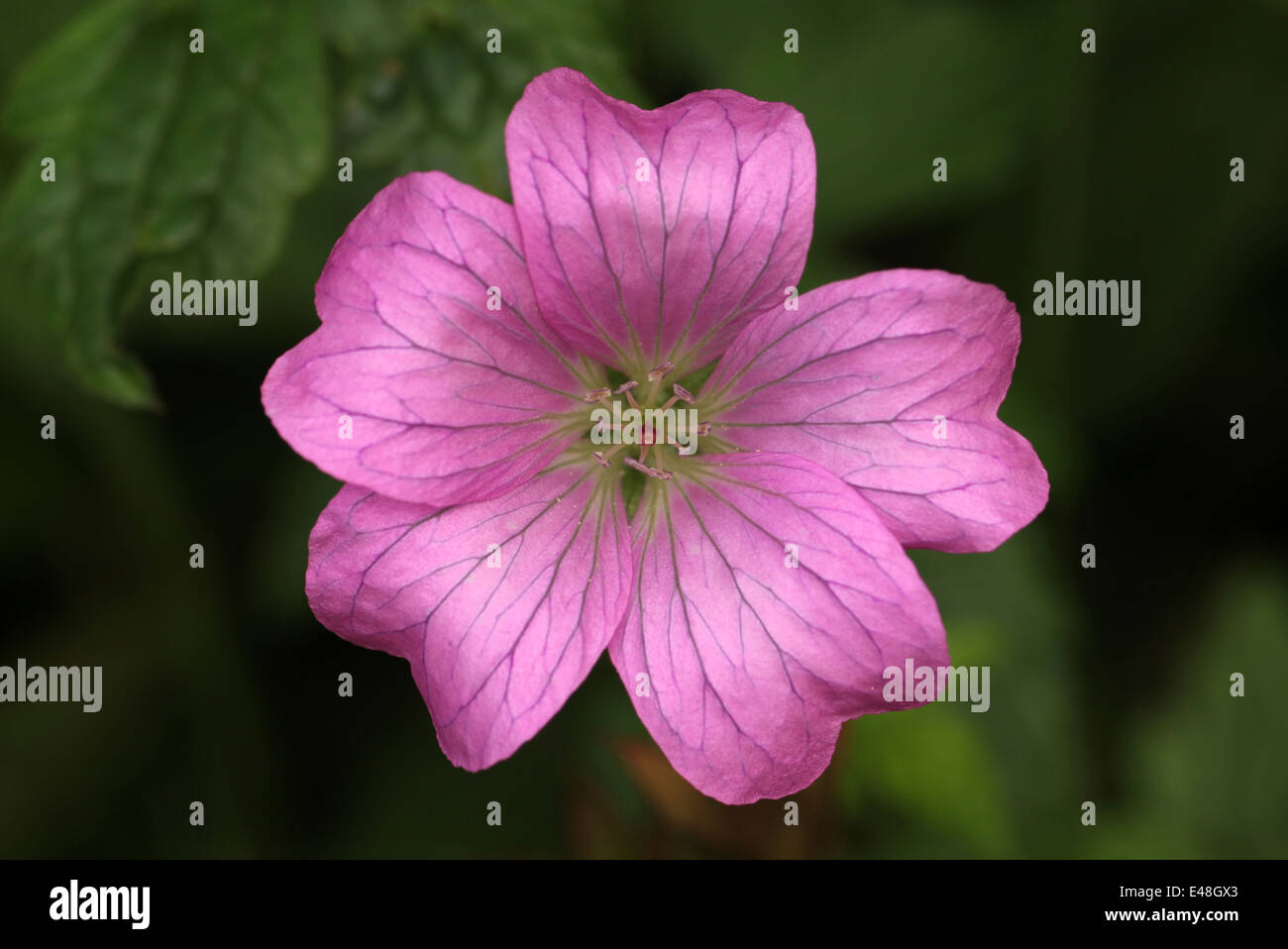 Pinky viola color lilla Gerani. Macro shot di piccolo giardino fiore Foto Stock