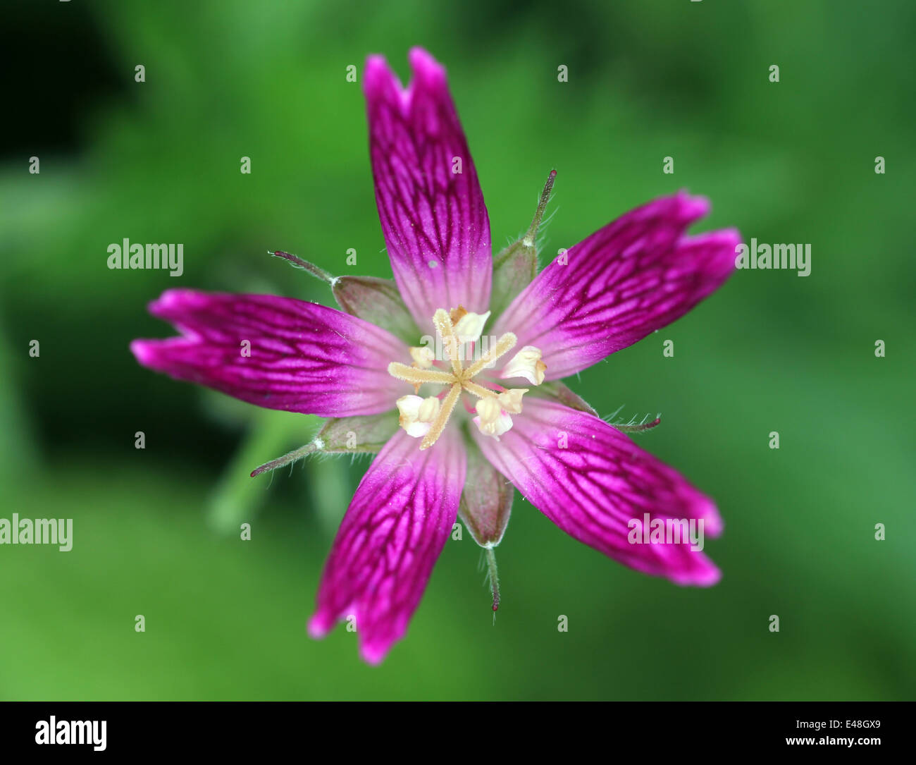 Macro immagine viola fiore giardino Foto Stock
