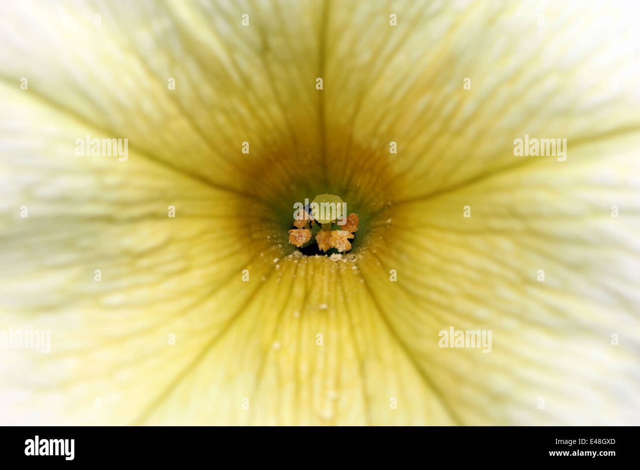 Stame del fiore giallo Foto Stock