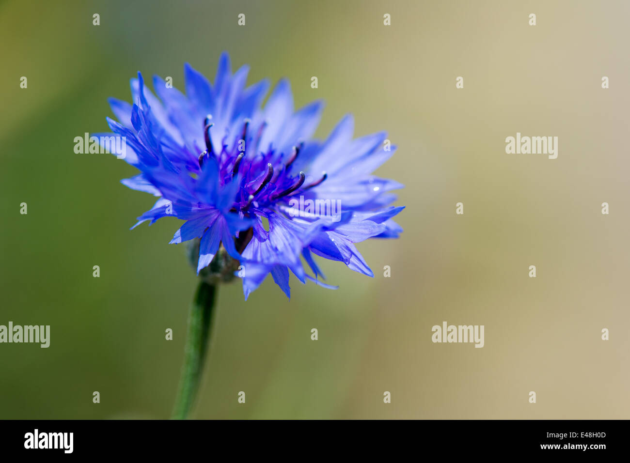 Blu fiordaliso selvatico in natura Foto Stock