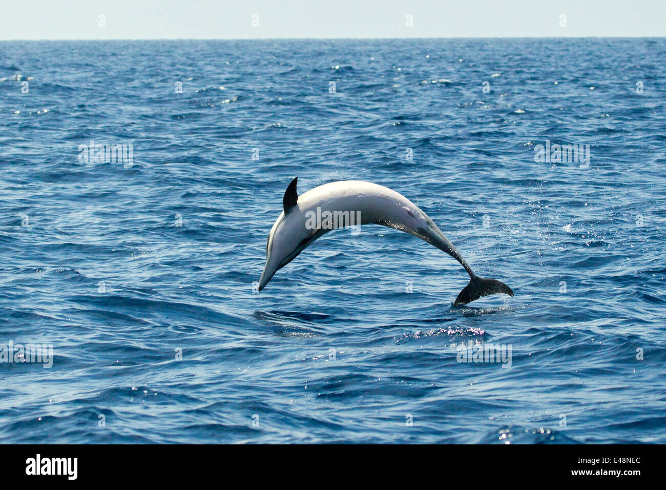 A breve becco delfino comune Delphinus delphis San Diego, California, Stati Uniti 21 giugno adulto Delphinidae Foto Stock