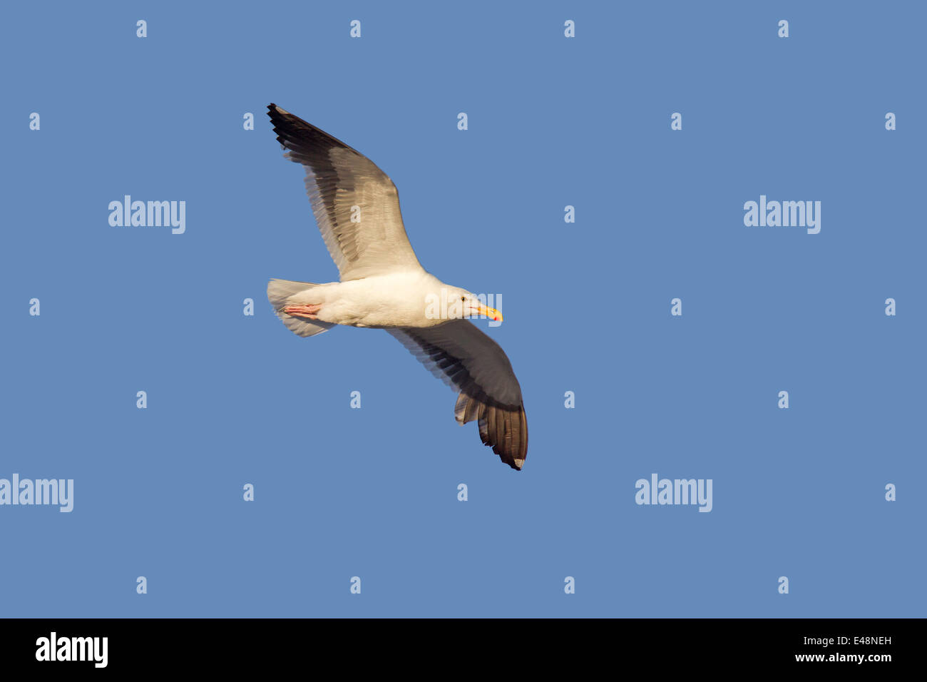 Western Gull Larus occidentalis San Diego, California, Stati Uniti 23 giugno adulto in volo. Laridae Foto Stock