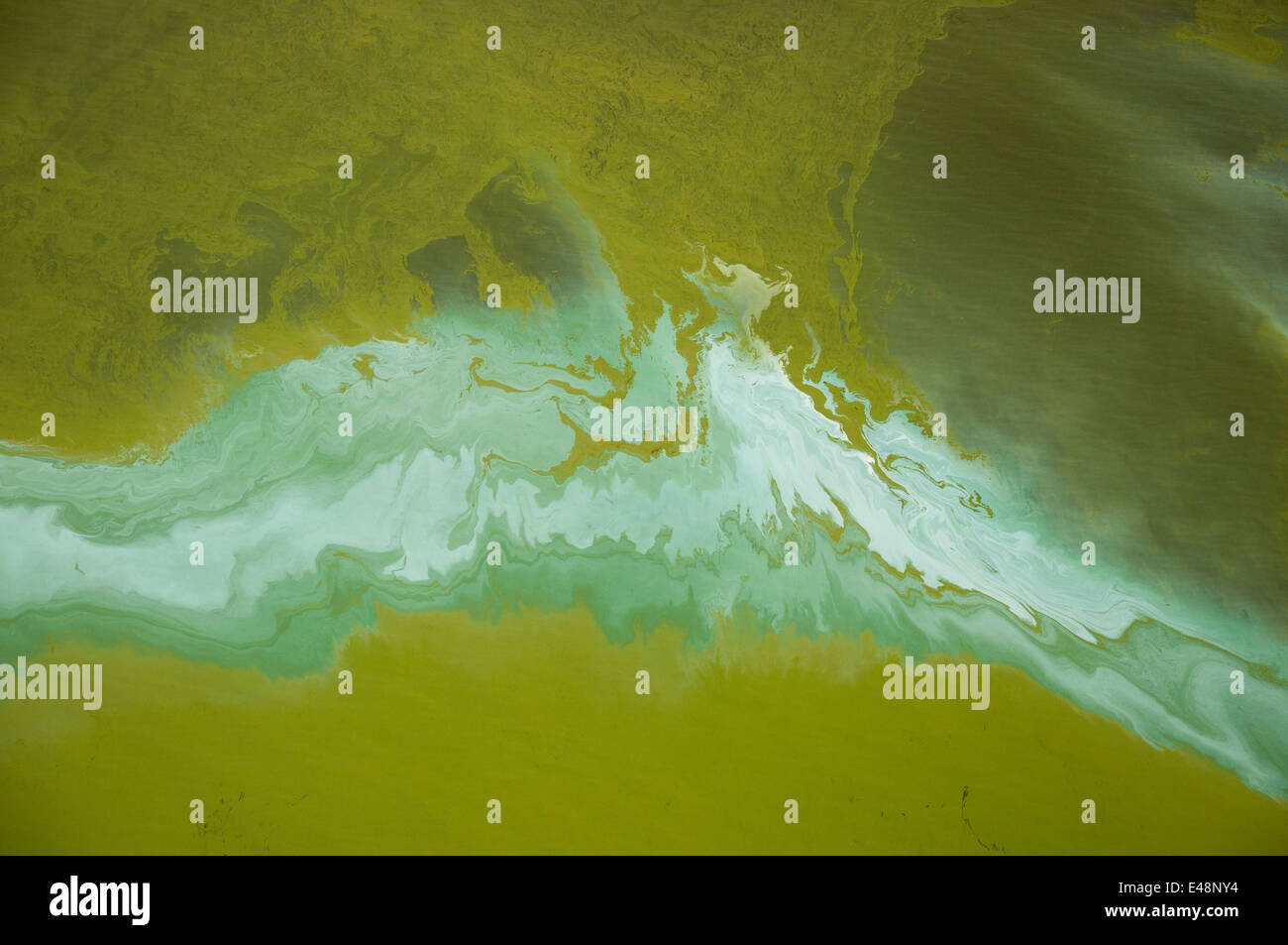 Riprese aeree del lago Victoria , blu-verde fioritura di alghe. Foto Stock
