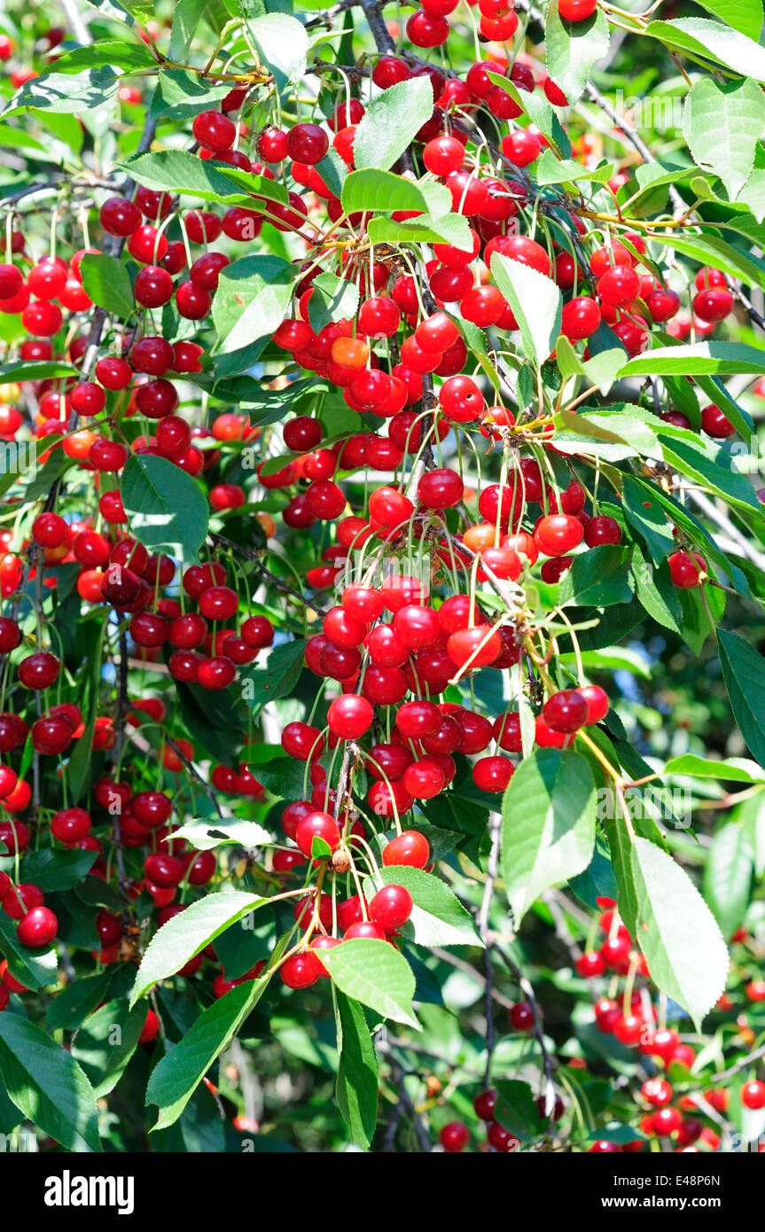 Ramo di ciliegia matura. Abbondanza di frutti a bacca rossa. Foto Stock