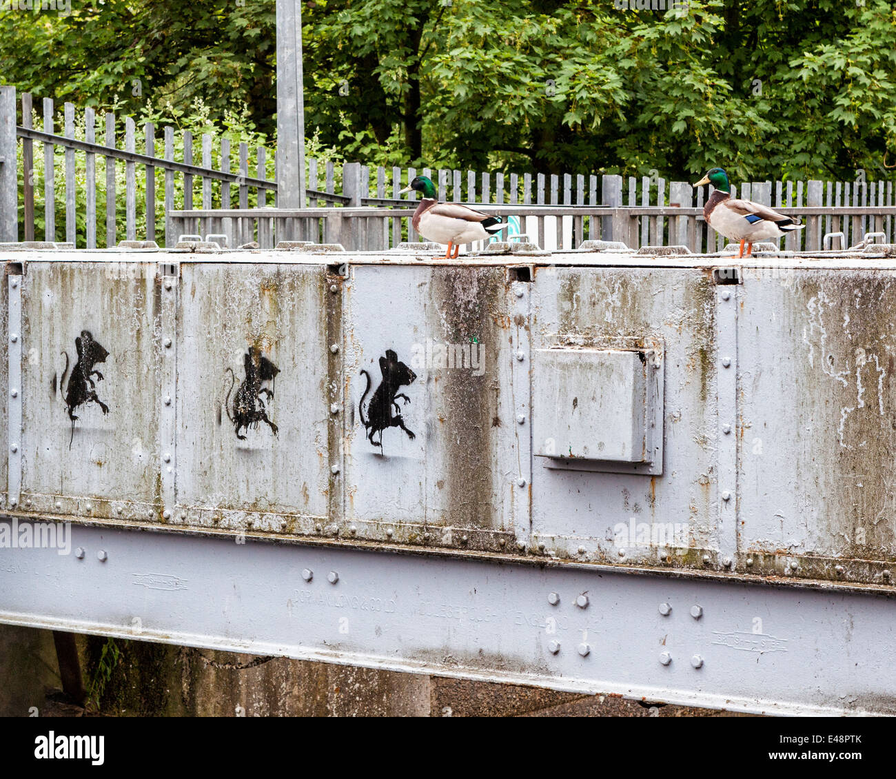 Tre topi e due anatre sul canal livello acqua gate di controllo del Fiume Crane, Twickenham Foto Stock