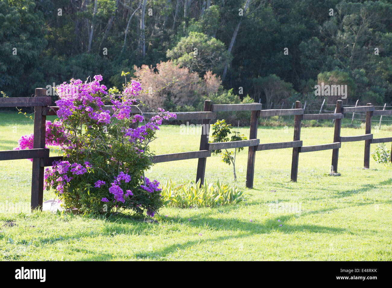Recinzione con fiori Foto Stock