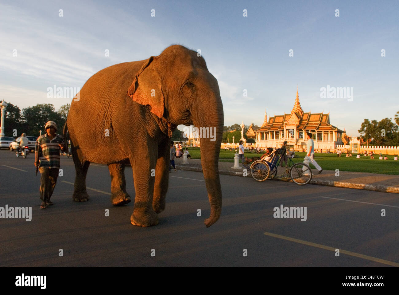 Elephant walkong in strada a Palazzo Reale al di fuori. Phnom Penh. Il palazzo reale di Cambogia è un complesso di edifici, anche Foto Stock