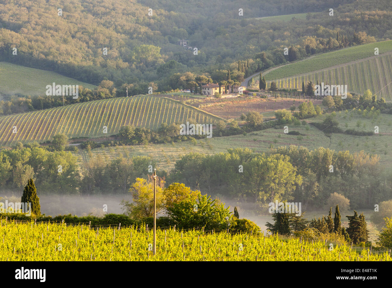 Alba sopra i vigneti vicino a Radda in Chianti. Questa zona della Toscana produce uno dei più famosi d'Italia vini. Foto Stock