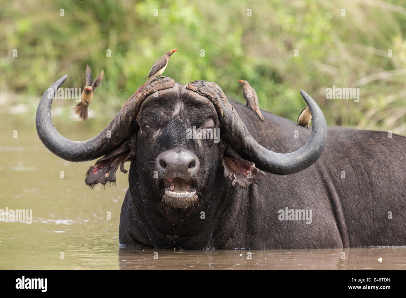 Buffalo - Parco Nazionale Kruger Foto Stock