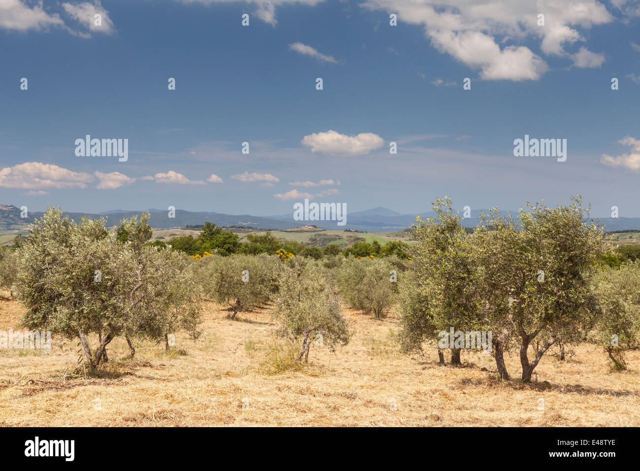 Oliveti in Val d'Orcia, Toscana. La zona è stata protetta dall'UNESCO come Sito del Patrimonio Mondiale. Foto Stock