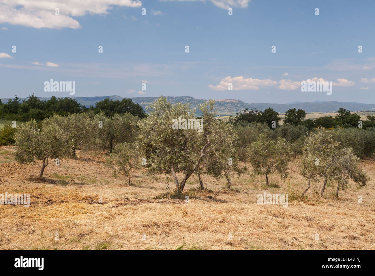 Oliveti in Val d'Orcia, Toscana. La zona è stata protetta dall'UNESCO come Sito del Patrimonio Mondiale. Foto Stock