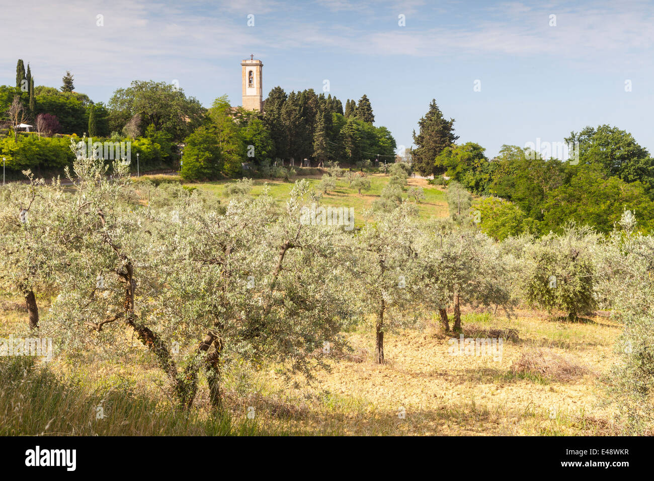 Oliveti vicino a Sant'Appiano. La zona è parte del famoso Chianti Classico in Toscana. Foto Stock