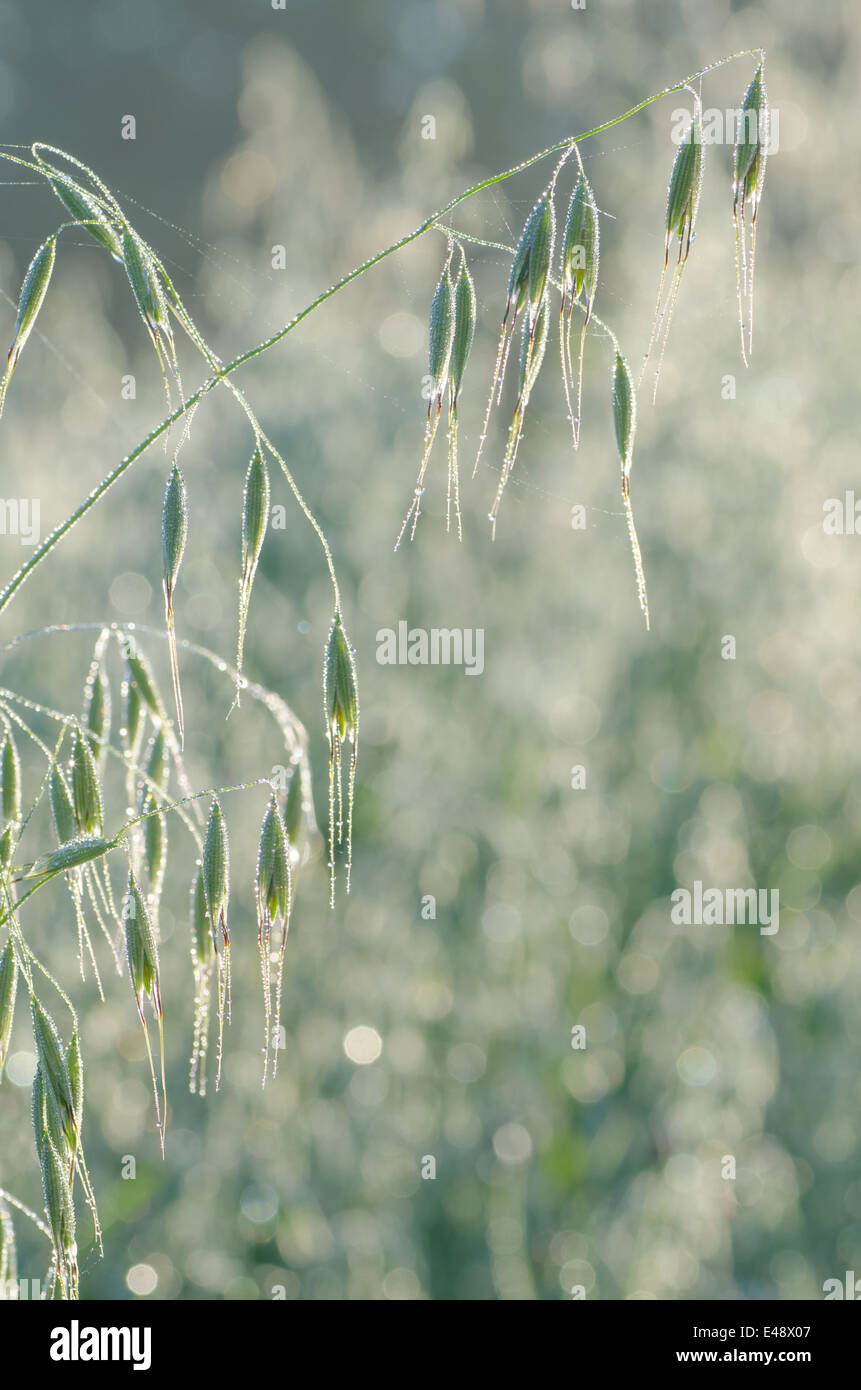 Avena orecchio coperto con rugiada di mattina Foto Stock