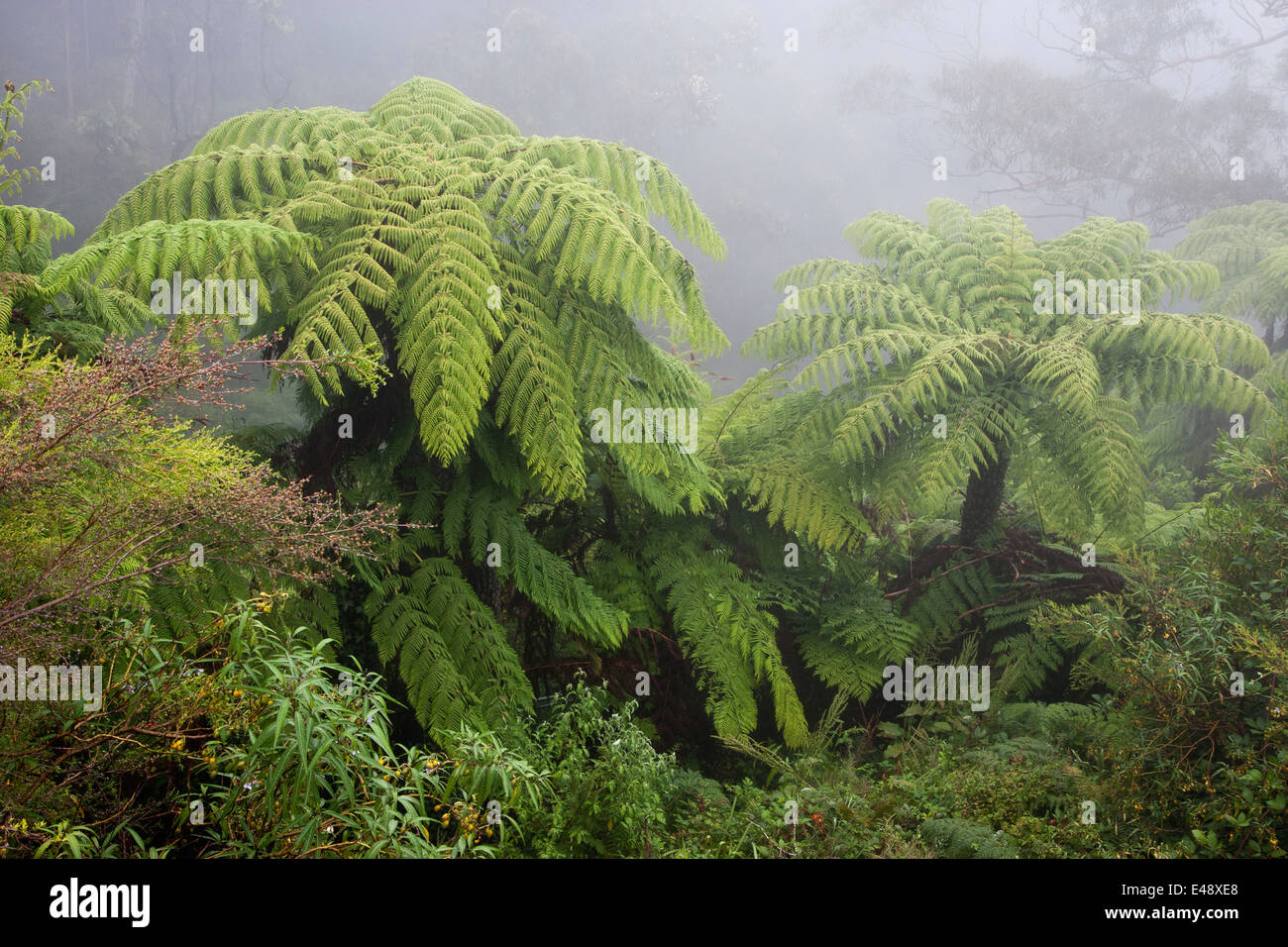 Australian tree fern nella nebbia Foto Stock