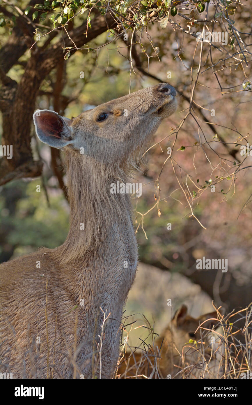 Femmina Sambar cervo (Cervus unicolor niger) nel Parco nazionale di Ranthambore Foto Stock