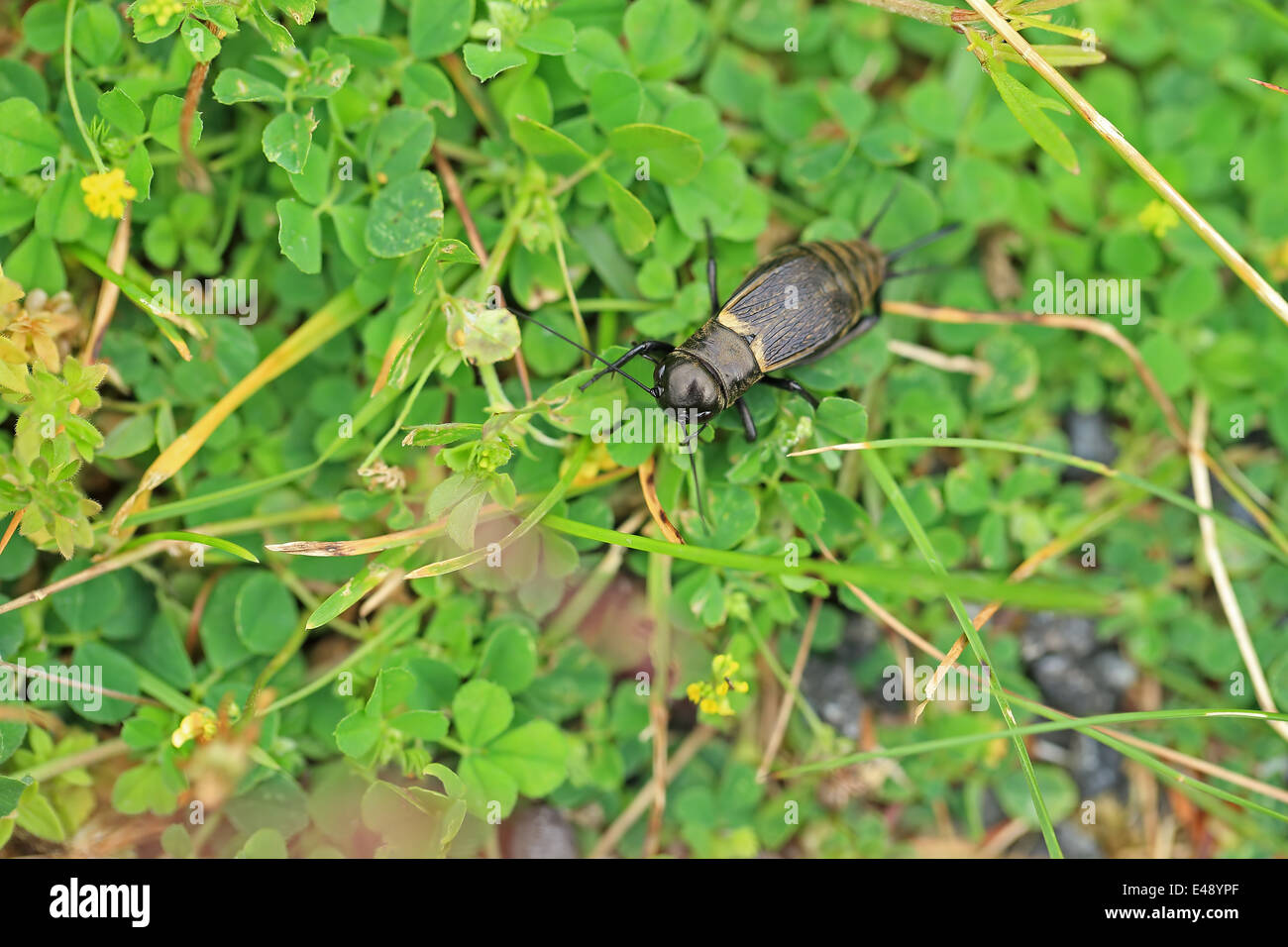 Campo Cricket (Gryllus campestris) Foto Stock