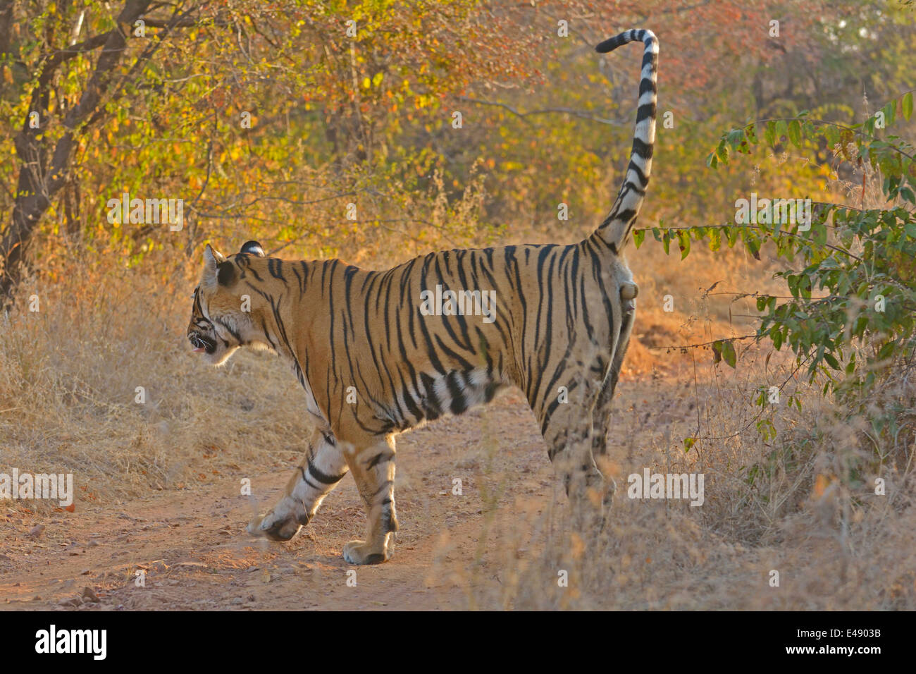 Marcatura di profumo Tiger su un freddo inverno mattina a secco habitat decidui di Ranthambhore riserva della tigre Foto Stock