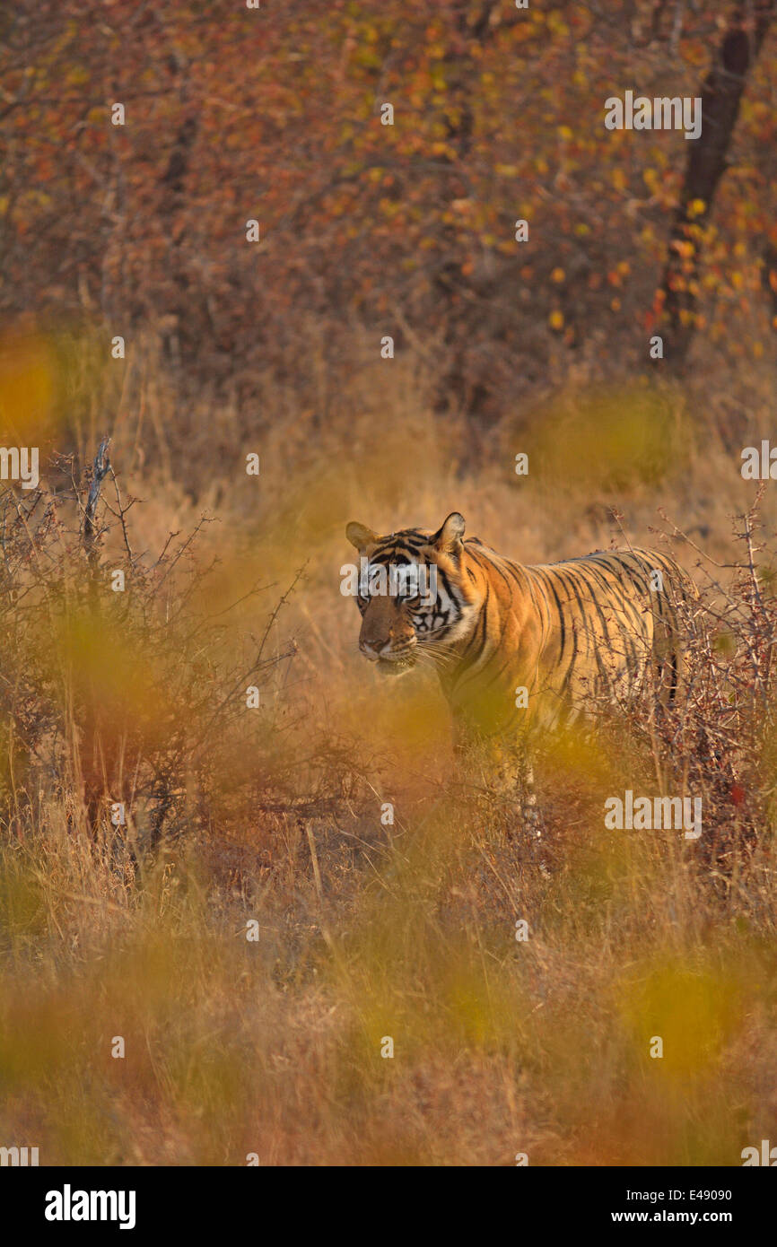 Tiger su un freddo inverno mattina a secco habitat decidui di Ranthambhore riserva della tigre Foto Stock