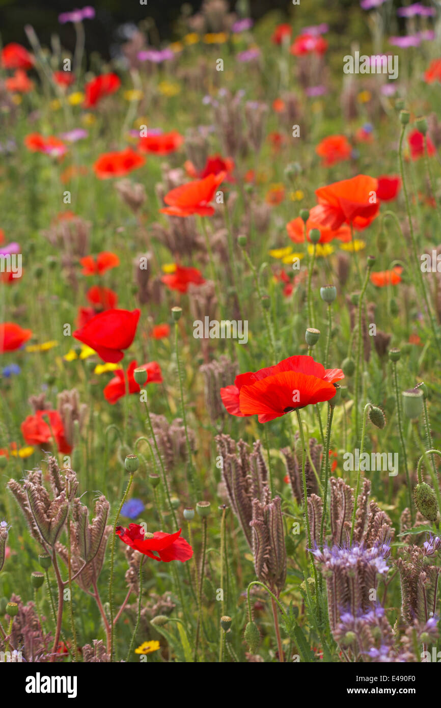 Bournemouth, Regno Unito 6 luglio 2014. Il consiglio di Bournemouth ha piantato le zone per generare i prati di fiori selvatici di annuals misti, destinati ad aumentare la fauna selvatica ed attrarre il numero aumentato di insetti e uccelli. Inclusi nei mix di quest'anno sono stati circa 10 milioni di semi di papavero per commemorare la prima guerra mondiale. Aggiungono un meraviglioso spruzzo di colore per illuminare la giornata di chiunque! fiori selvatici prato fiori selvatici fiori selvatici Foto Stock