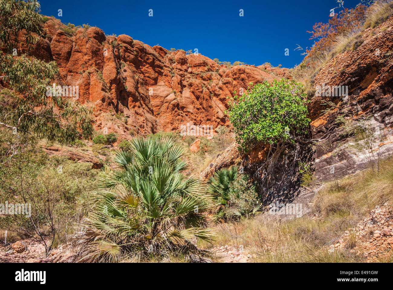 ECHIDNA CHASM, pasticciare, BUNGLES, Purmululu, Nazionale, Parco, Kimberley, Western Australia Foto Stock