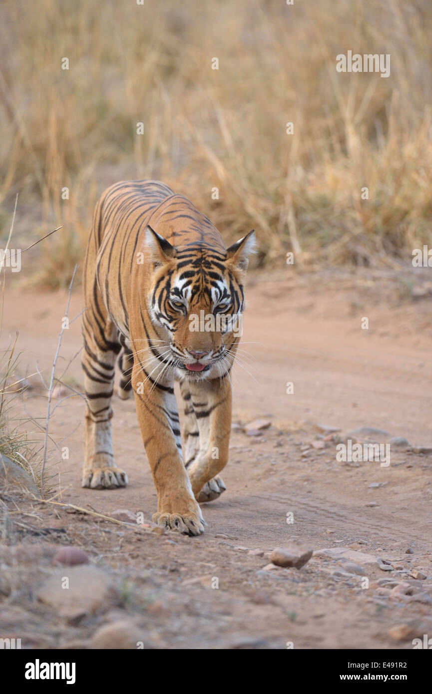 Tiger passeggiate su una pista forestale in secco habitat decidui di Ranthambhore Foto Stock