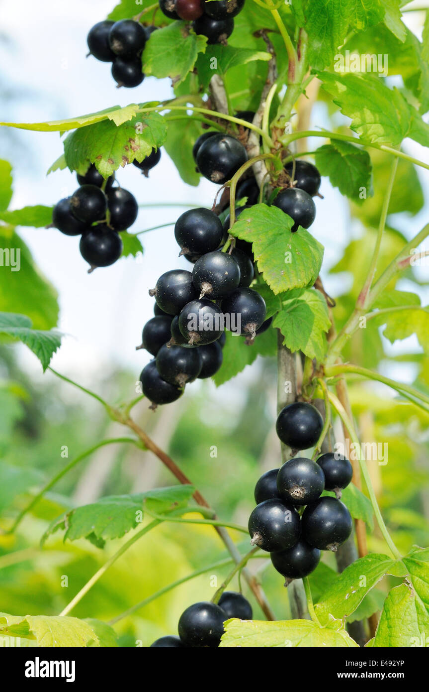 Ramo di ribes nero in crescita alla luce del sole Foto Stock