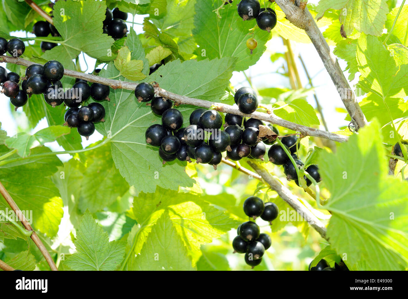 Ramo di ribes nero in crescita alla luce del sole Foto Stock